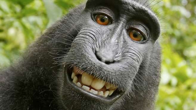 Małpie selfie: Prymat nie dostaje pieniędzy za swoje zdjęcie