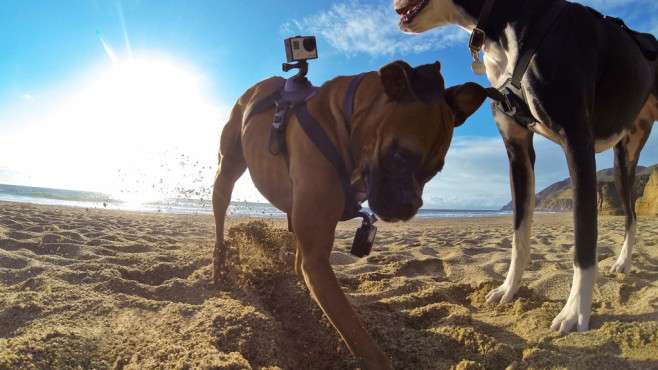GoPro Fetch: uchwyt na kamerę dla psów